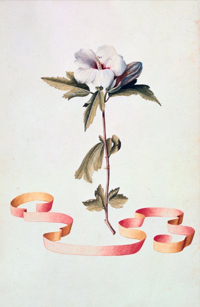 Fehér Hibiszkusz alkotó: Georg Dionysius Ehret