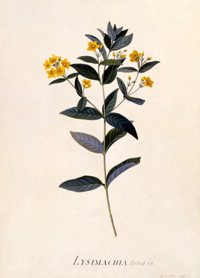 Yellow Loosestrife, 1760 körül (kézzel színezett metszet) alkotó: Georg Dionysius Ehret