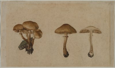 Gomba, 1751. alkotó: Georg Wilhelm Baurenfeind