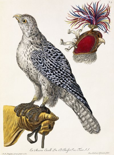 Solymászat, 3. tábla, a "Válogatott természet gyönyörei", 1771 alkotó: Georg Wolfgang Knorr