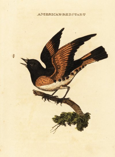 Amerikai redstart, Setophaga ruticilla alkotó: George (after) Edwards