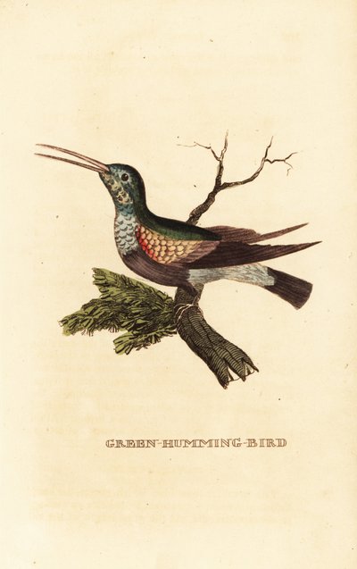 Feketehasú kolibri, Eupherusa nigriventris, nőstény alkotó: George (after) Edwards