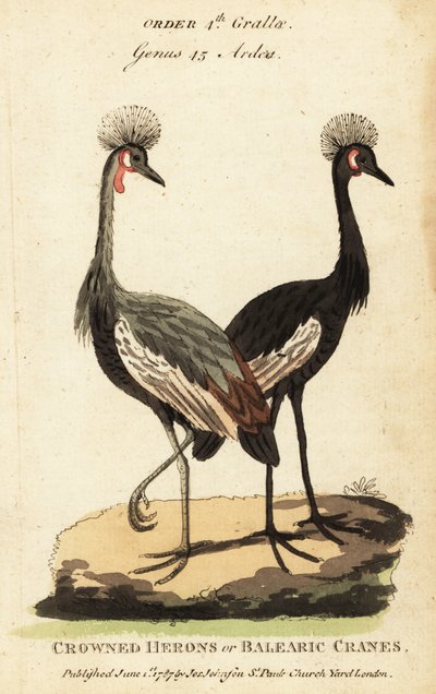 Fekete koronás daru, Balearica pavonina alkotó: George (after) Edwards