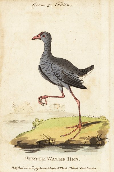 Szürkefejű mocsár, Porphyrio poliocephalus alkotó: George (after) Edwards
