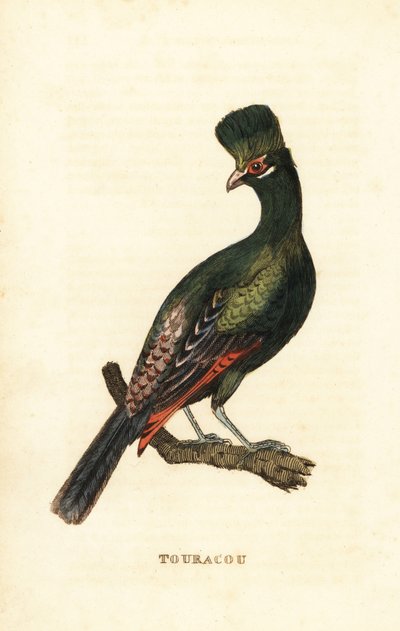 Guinea turaco vagy zöld turaco, Tauraco persa alkotó: George (after) Edwards