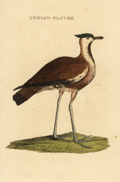Északi szárnyszárny, Vanellus vanellus alkotó: George (after) Edwards