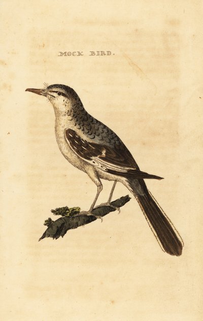 Északi gúnymadár, Mimus polyglottos alkotó: George (after) Edwards