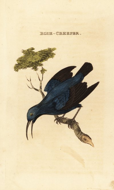 Lila mézkúszónövény, Cyanerpes caeruleus alkotó: George (after) Edwards