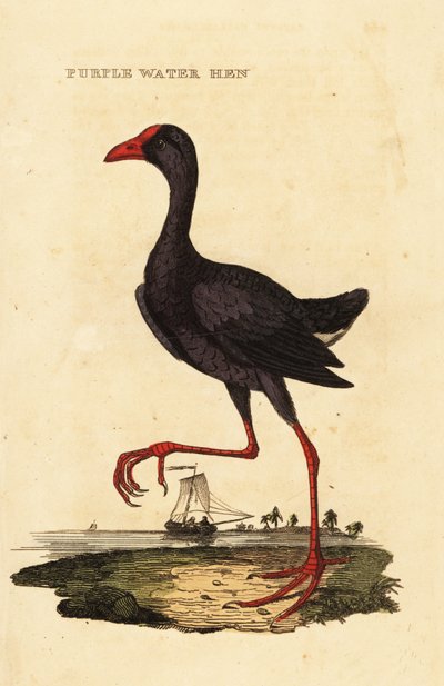 Lila mocsár, Porphyrio porphyrio alkotó: George (after) Edwards