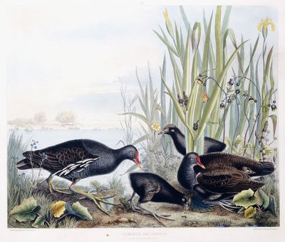 Common Gallinule (Moorhen) (hím, nőstény és fiatal), 1841 körül (kézzel színezett metszet) alkotó: George (after) Shield