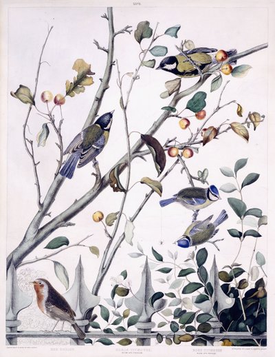 Vörös mell (Robin), széncinege (hím és nőstény) és kék cinege (hím és nőstény), 1841 körül (kézzel színezett metszet) alkotó: George (after) Shield