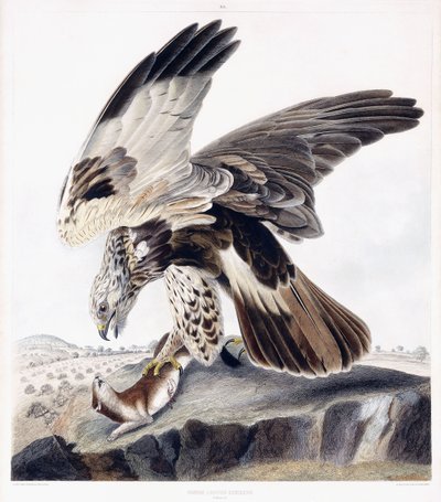 Durva lábú ölyv (nőstény), 1841 körül (kézzel színezett metszet) alkotó: George (after) Shield