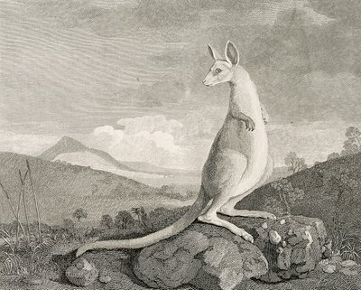 Egy állat, amelyet Új-Hollandia partjainál találtak, Kanguroo néven", 1773 körül (metszet, metszet) alkotó: George (after) Stubbs