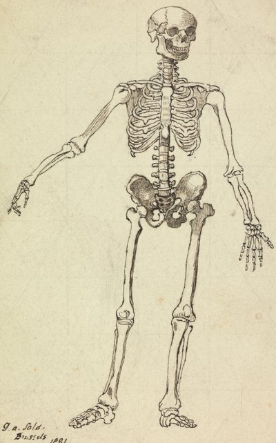 Csontváz rajza alkotó: George Augustus Sala