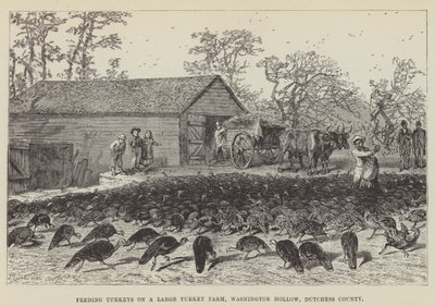 Pulykák etetése egy nagy pulykafarmon, Washington Hollow, Dutchess megye alkotó: George Augustus Sala