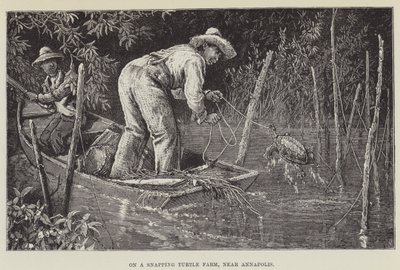Egy csattanó teknősfarmon, Annapolis közelében alkotó: George Augustus Sala