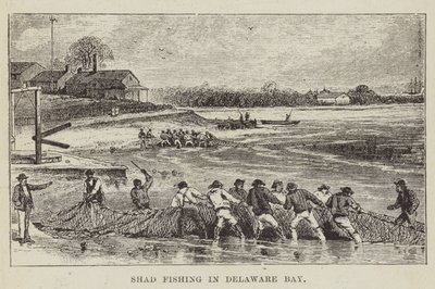 Shad Fishing a Delaware-öbölben alkotó: George Augustus Sala