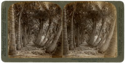 Avenue of Coconut Palms, Florida, USA, 1891. alkotó: George Barker