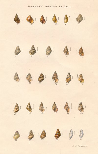 British Shells, 1859. alkotó: George Brettingham Sowerby