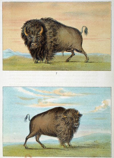 Bölény, hím és nőstény, Egyesült Államok. Illusztráció: George Catlin (1794-1872) alkotó: George Catlin