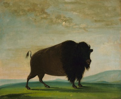 Bivalytehén, legeltetés a prérin, 1832-1833. alkotó: George Catlin