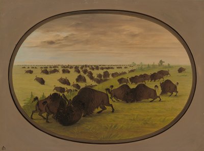 Bikaviadal, 18611869. alkotó: George Catlin