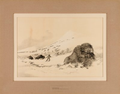 Haldokló bölény--no. 17 alkotó: George Catlin