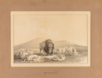 Fehér farkasok támadása az öreg bölényre--no. 10. alkotó: George Catlin