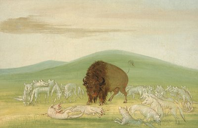 Fehér farkasok által körülvett sebesült bölénybika alkotó: George Catlin