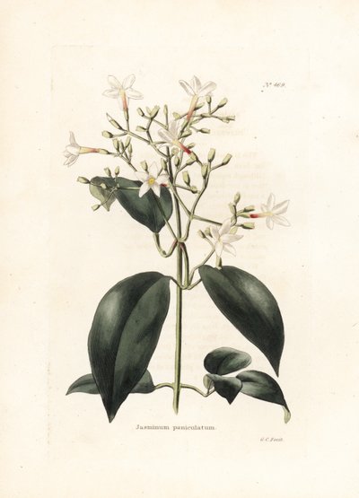 Jázmin (Jasminum paniculatum) – George Cooke litográfiája, a Conrad Loddiges Botanical Cabinet brit magazin számára (1738-1826) alkotó: George Cooke