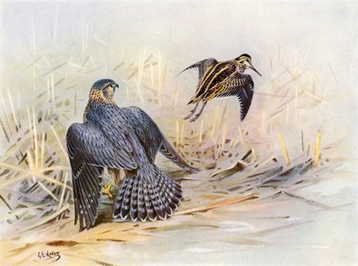 Egy Merlin által elhibázott szalonka (színes litográfia) alkotó: George Edward (after) Lodge