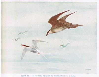 Arctic Tern üldözi Arctic Skua, illusztráció Kirkman  Jourdain "British Birds" című művéből. alkotó: George Edward Lodge