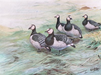 Barnacle liba (litográfia) alkotó: George Edward Lodge