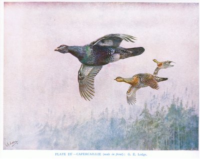 A fürj (elöl a hím), illusztráció Kirkman  Jourdain "British Birds" című művéből. alkotó: George Edward Lodge
