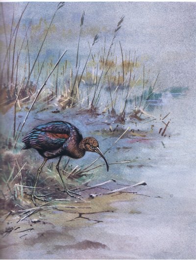 Fényes ibisz (litográfia) alkotó: George Edward Lodge