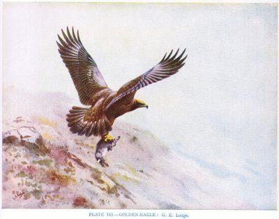 Aranysas, illusztráció a Kirkman  Jourdain által készített "British Birds" című kötetből. alkotó: George Edward Lodge
