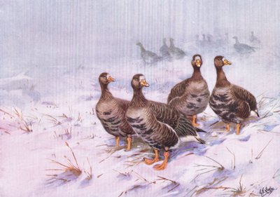 Zöld föld Fehér homlokú lúd (litográfia) alkotó: George Edward Lodge