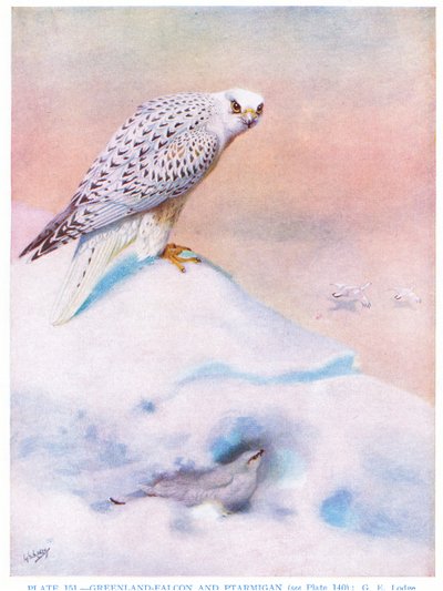 Grönlandi sólyom és mormota, illusztráció a Kirkman  Jourdain által készített "British Birds" című könyvből. alkotó: George Edward Lodge