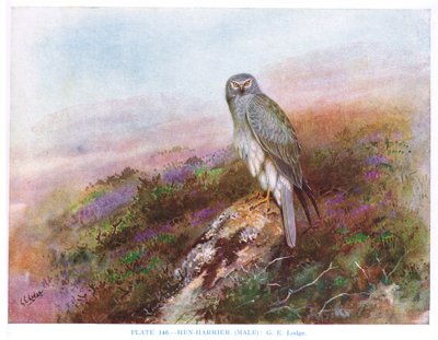 Hím tyúkhúr, illusztráció a Kirkman  Jourdain által készített "British Birds"-ből. alkotó: George Edward Lodge