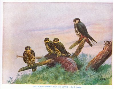 Hobby és fiatal, illusztráció Kirkman  Jourdain "British Birds" című könyvéből. alkotó: George Edward Lodge