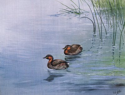Kiscsibe (litográfia) alkotó: George Edward Lodge