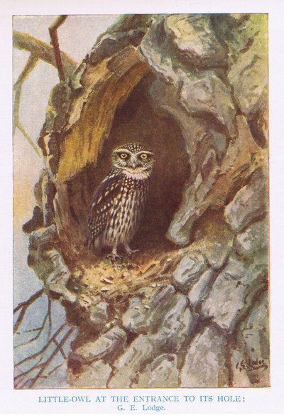 Kisbagoly a fészkelőhelyen, illusztráció a Kirkman  Jourdain által készített "British Birds" című könyvből. alkotó: George Edward Lodge