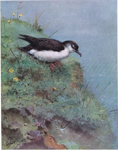 Manx Shearwater (litográfia) alkotó: George Edward Lodge