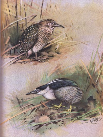 Éjszakai kócsag (litográfia) alkotó: George Edward Lodge