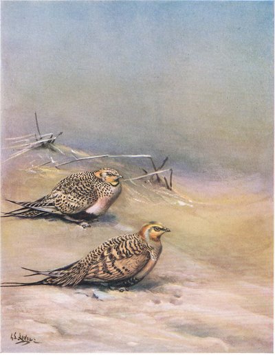 Pallas homokfajd (litho) alkotó: George Edward Lodge