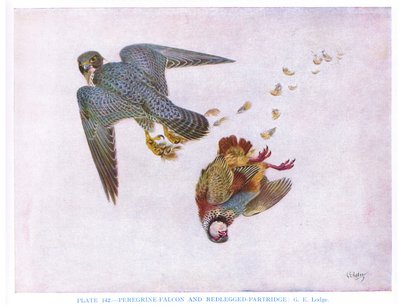 Peregrine Falcon és Red Legged Partridge, illusztráció a Kirkman  Jourdain által készített "British Birds"-ből. alkotó: George Edward Lodge