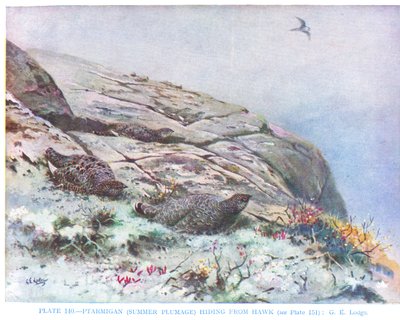 Sólyom elől bujkáló csér, illusztráció Kirkman  Jourdain "British Birds" című művéből. alkotó: George Edward Lodge