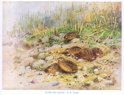 Fürjek, illusztráció a Kirkman  Jourdain által készített "British Birds" című könyvből. alkotó: George Edward Lodge