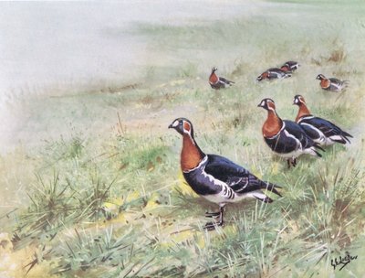 Vörösmellű lúd (litográfia) alkotó: George Edward Lodge