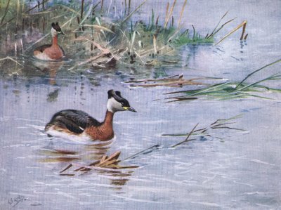 Vörösnyakú rétihéja (litográfia) alkotó: George Edward Lodge